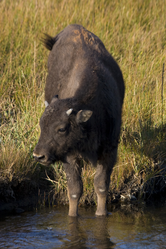 Juvenile Bison Entering Nez Perce Creek